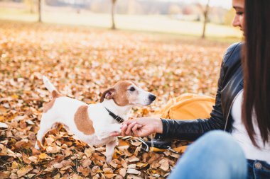 Jack Russell Terrier 'in metresle oynadığı parkta bir yürüyüş ona samimi bir dostluk verir.