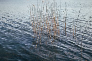 Gölün su yüzeyi - sudaki sazlıklar ve sazlıklar - bir balıkçının rüyası - nehirdeki sakin bir manzara.