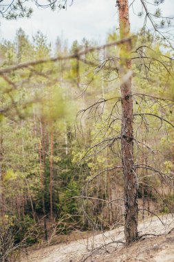 Orman manzarası ve tepe manzarası. Tepenin tepesinde yalnız bir çam ağacı.