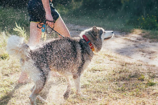Dog Shakes Water His Coat Lot Spray Alaskan Malamute — Stock Photo, Image