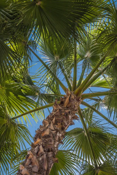 Perspektivischer Blick Auf Palmen — Stockfoto