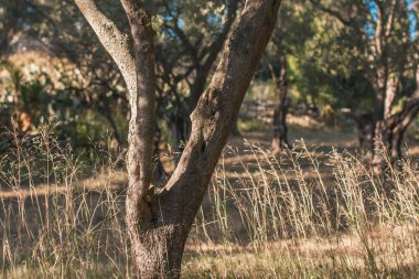 Gün batımında bahçede güzel manzara - ön planda eski bir ağaç gövdesi