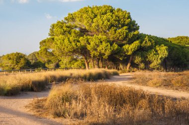 Ulusal doğal Akdeniz rezervlerinin güzel manzarası. Ağaçlar arasında vahşi bir yol.