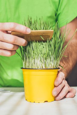 Dikkatli ev bitkisi bakımı - saksı otu