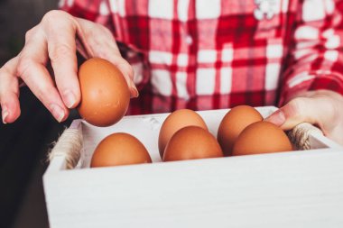 Ekose gömlekli kız çiftçi ahşap bir kutudan tavuk yumurtası çıkarıyor.