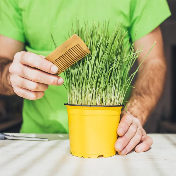 A man creates a green grass hairstyle - hairdressing and barber concept - gardening