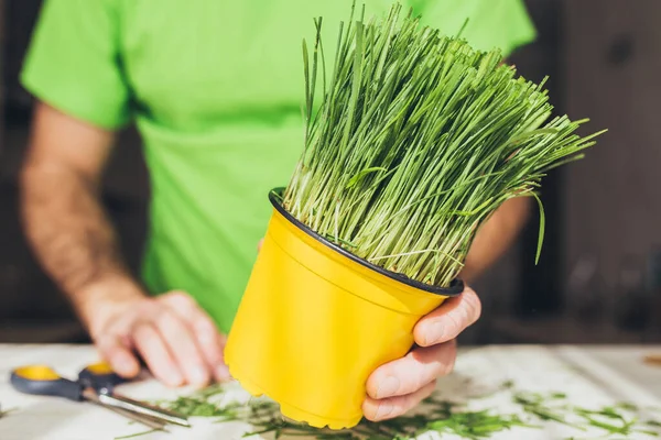 Plant shearing - hairstyle for potted grass - ornamental plant growing