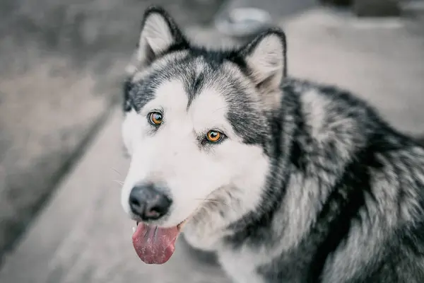 Alaskan Malamute Dog Face Close Breeding Selection Pet — Stock Photo, Image