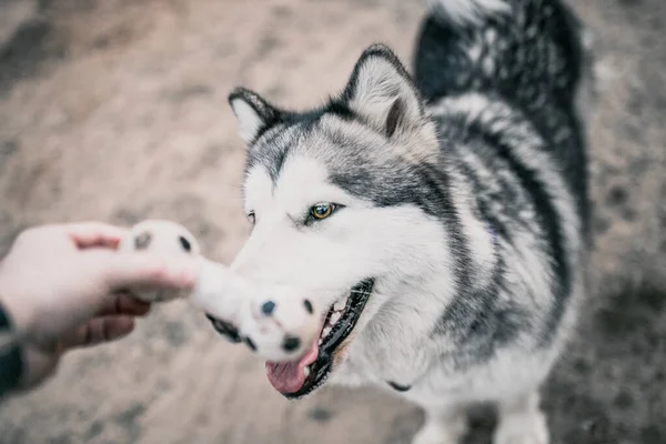 Primer Plano Hocico Perro Alaska Malamute Hombre Juega Con Perro — Foto de Stock
