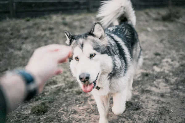 Close Alaskan Malamute Dog Muzzle Man Lures Dog — Stock Photo, Image