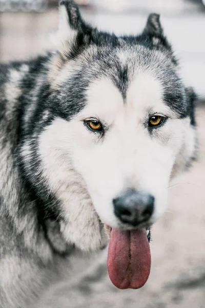 Alaskan Malamute Dog Face Close Intelligent Kind Eyes Dog Training — Stock Photo, Image