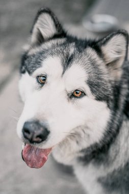 Alaska Malamute köpek suratlı, yakın plan, standart bir portre.