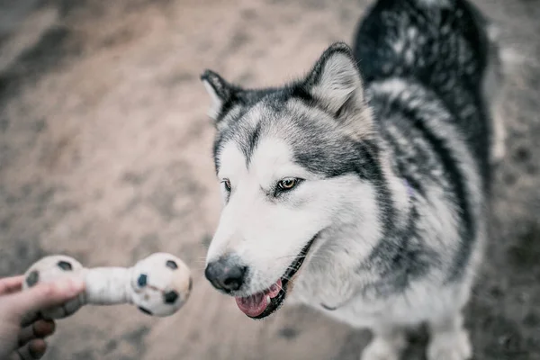 Close Alaskan Malamute Dog Face Muzzle Dog Performs Aport Command — Stock Photo, Image