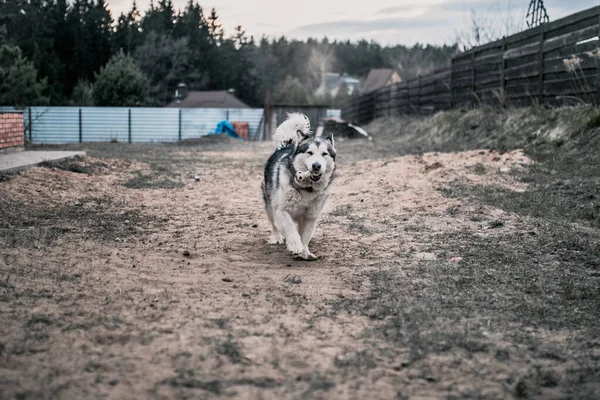 Primer Plano Hocico Facial Perro Alaska Malamute Una Gran Hembra — Foto de Stock