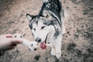 Alaska Malamute köpeği yakın plan üretimi ve seçimi ile karşı karşıya.