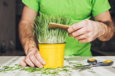 Evcil bitkiler yetiştirmek - evcil hayvanlar için ot - bir kedi otları kemirir