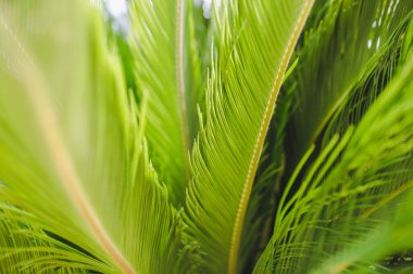Kalın, güzel bitki örtüsü. Tropik bir bitkinin yeşil dalları. Yakından seçici bir odak noktası.