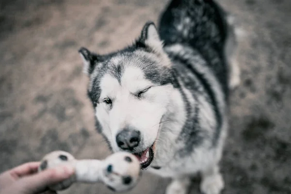 Close Alaskan Malamute Dog Muzzle Man Plays Dog Aport Team — Stock Photo, Image