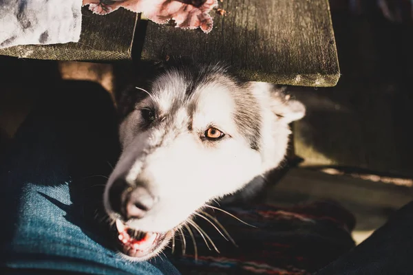 Cão Bonito Animal Estimação Com Fome Olha Para Fora Debaixo — Fotografia de Stock