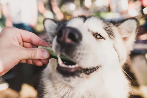 Cute Big Dog Sad Hungry Eyes Beggar — Stock Photo, Image