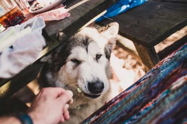 Lindo Perro Grande Alimentar Una Mascota Pepino Hambre Malamute — Foto de Stock