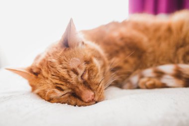 Uyuyan kırmızı bir kedinin yakın plan namlusu.