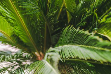 Palmiye yaprakları geleneksel olarak Asya 'daki bazı binaların çatıları ve çardakların, plaj mantarlarının ve şapkaların yapımında kullanılır..