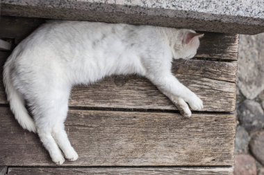Ahşap bir bankta, öğle yemeğinden sonra güneşlenen beyaz pejmürde sokak kedisi.