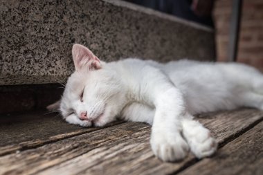 Beyaz pejmürde sokak kedisi yakın plan bir bankta uyur.