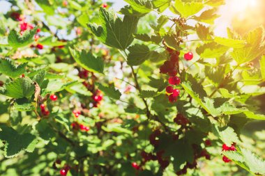Bahçede yazın parlak kırmızı böğürtlenli yeşil çalı