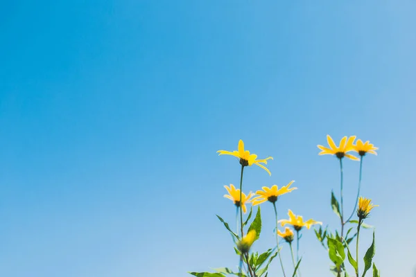Ljusgula Blommor Mot Blå Himmel Solig Bakgrund Kopiera Utrymme — Stockfoto