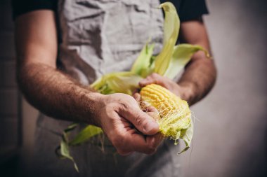 Aşçı pişirmeden önce mısırı temizler - mutfakta yakın plan - organik yemek