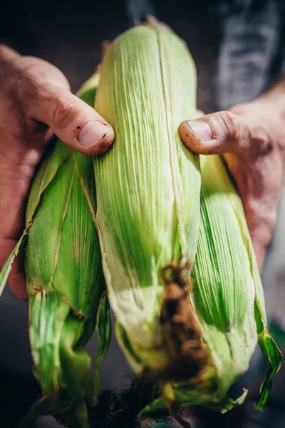 Dirty Rough Farm Hands Sweet Corn Crop Close — Stock Photo, Image