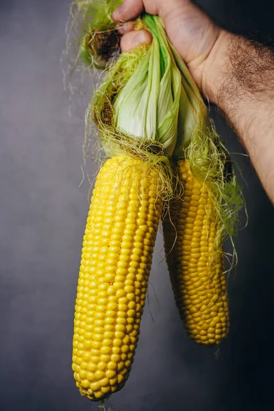 Farmer Demonstrates Fresh Harvest Corn Holding Bunch Hand Tops — Stock Photo, Image