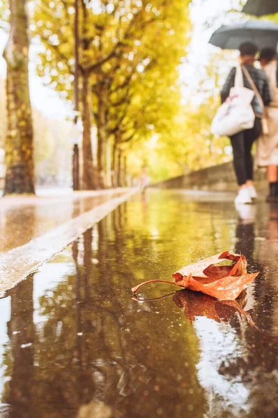 Gelbes Ahornblatt Auf Einem Nassen Glänzenden Bürgersteig Einem Regnerischen Tag — Stockfoto