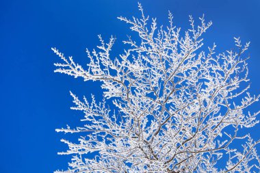 Don içinde ağaçlar