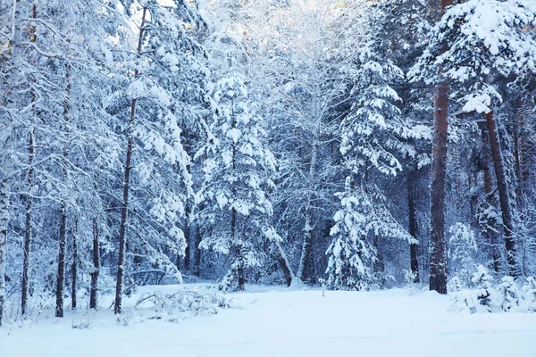 Vinter i skogen — Stockfoto