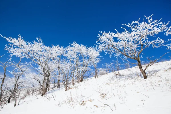 Träd i frosten — Stockfoto