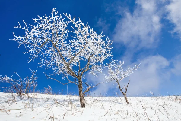 Träd i frosten — Stockfoto
