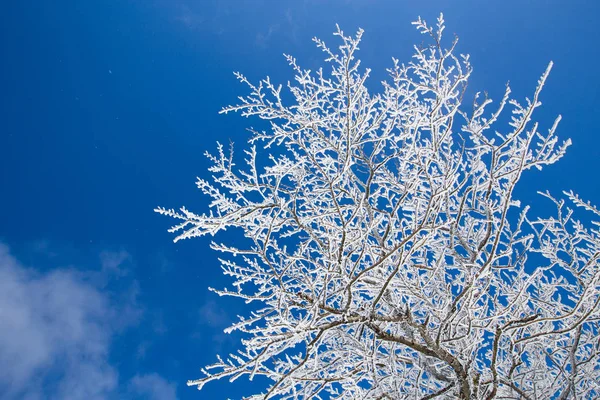 Trees in the frost — Stock Photo, Image