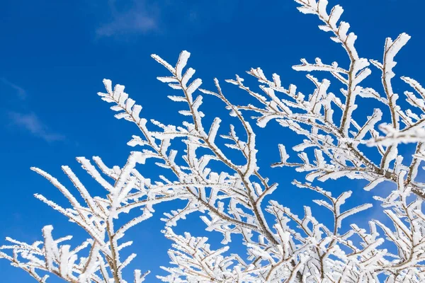 Träd i frosten — Stockfoto