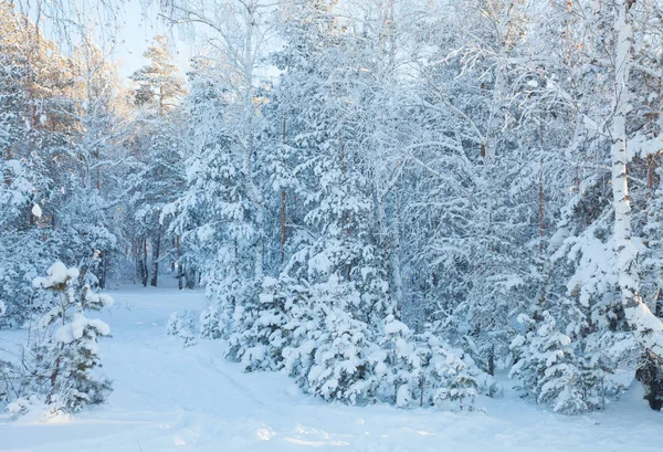 Vinter i skogen — Stockfoto