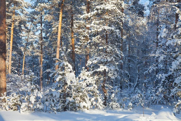 Vinter i skogen — Stockfoto