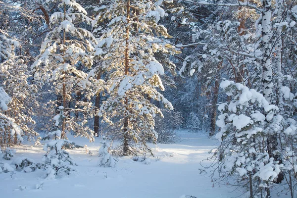 Vinter i skogen — Stockfoto