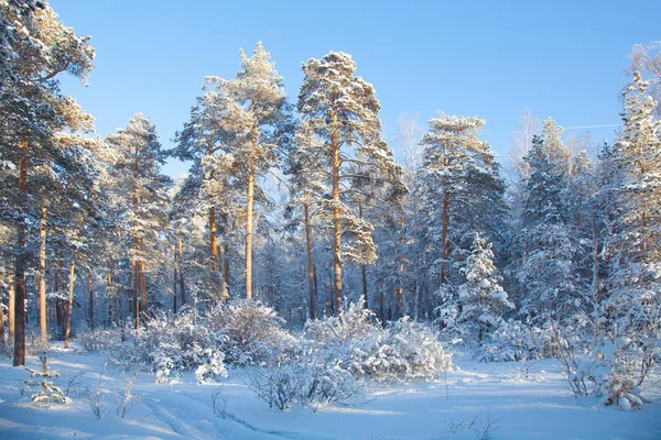 Hiver en forêt — Photo