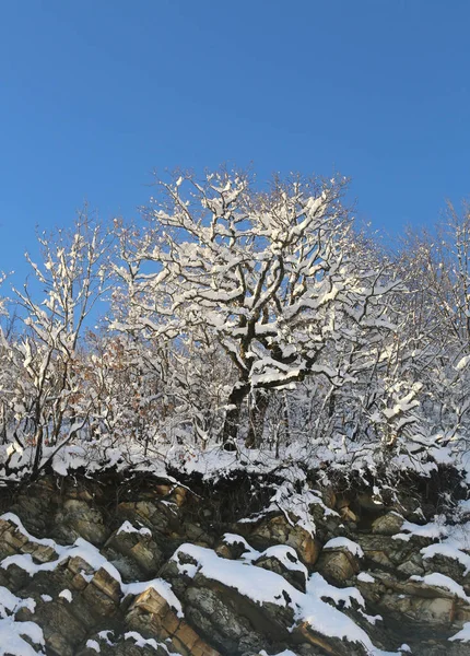 Karlı kış manzara — Stok fotoğraf