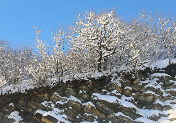 雪に覆われた冬の風景 — ストック写真