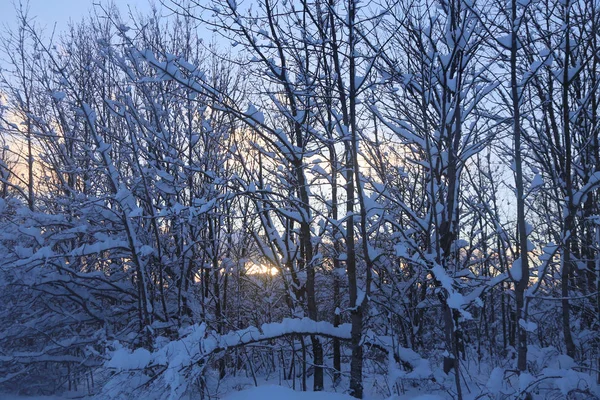 Karlı kış manzara — Stok fotoğraf