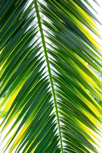 Image Green Exotic Plant Long Leaves — Stock Photo, Image