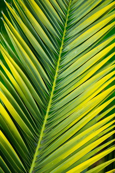 Image Green Exotic Plant Long Leaves — Stock Photo, Image